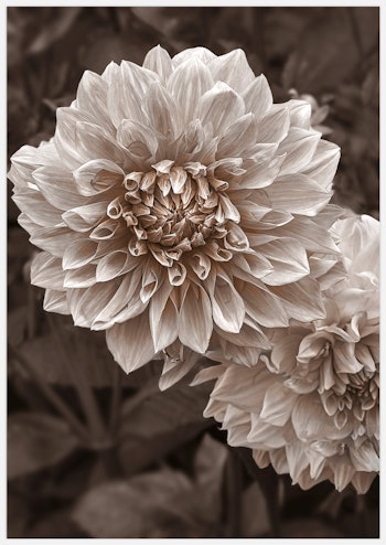 Cafe au Lait Dahlia Art Print